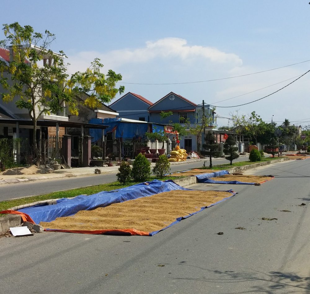 Rice drying, Hoi An, Vietnam