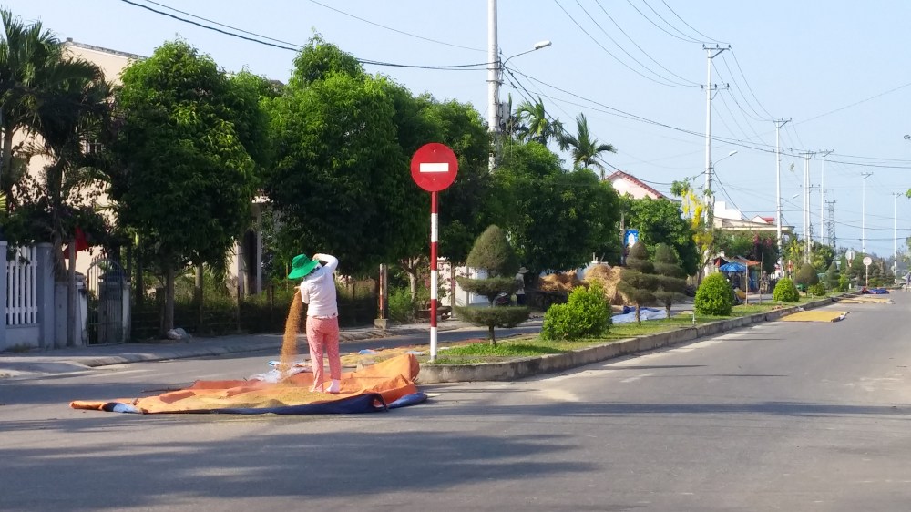 Rice drying, Hoi An, Vietnam