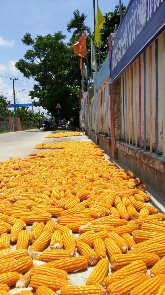  Triem Tay Village, Hoi An, Vietnam