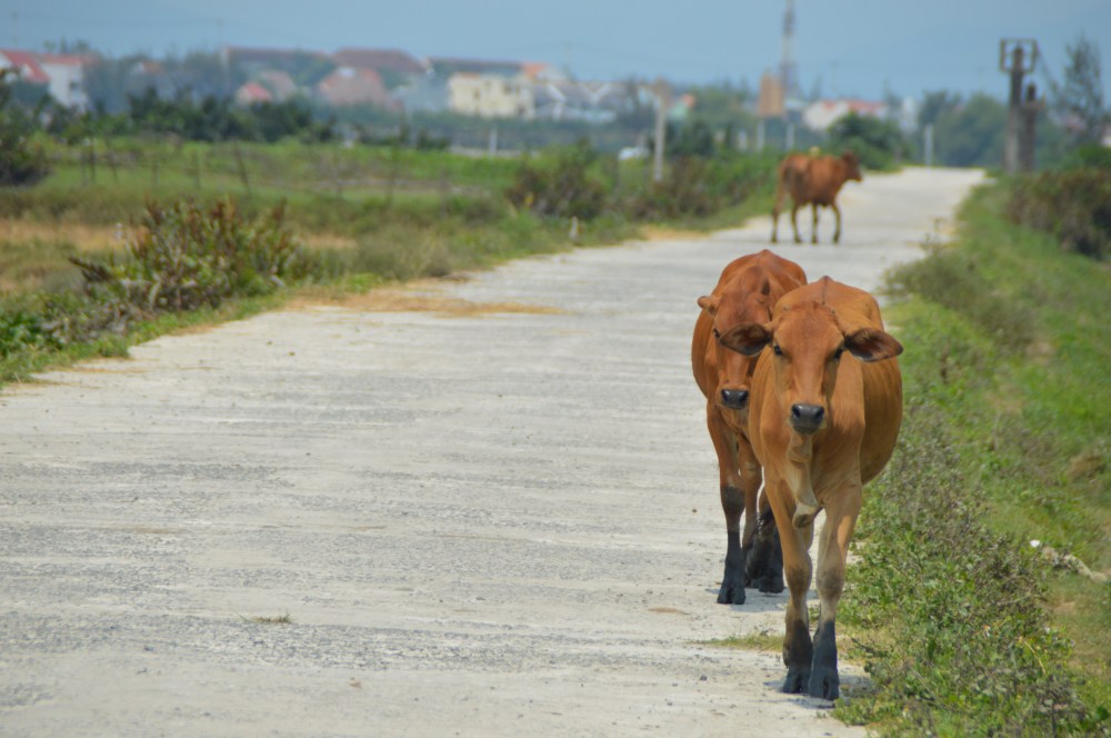 Cows, Hoi An, Vietnam