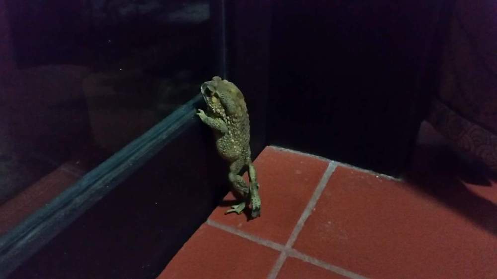 Intrusive toad, Hoi An, Vietnam